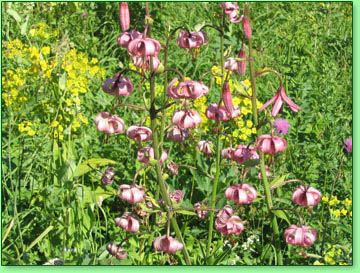 Лилия кудреватая (Lilium martagon)